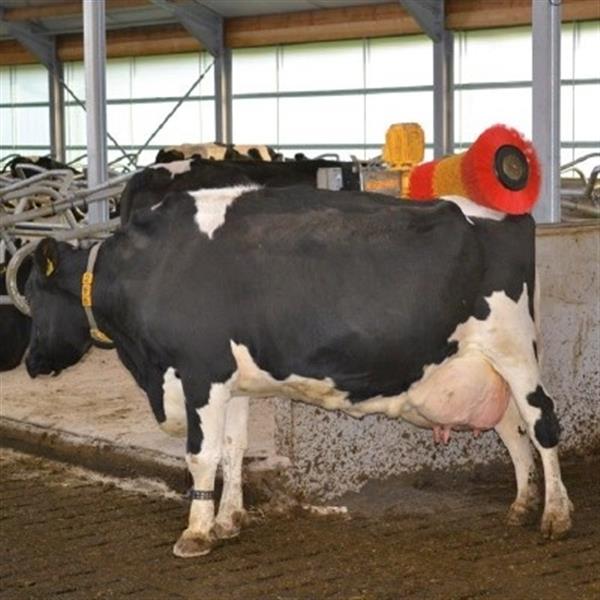 Grote foto roterende koeborstel de krazzmaxx dieren en toebehoren runderen