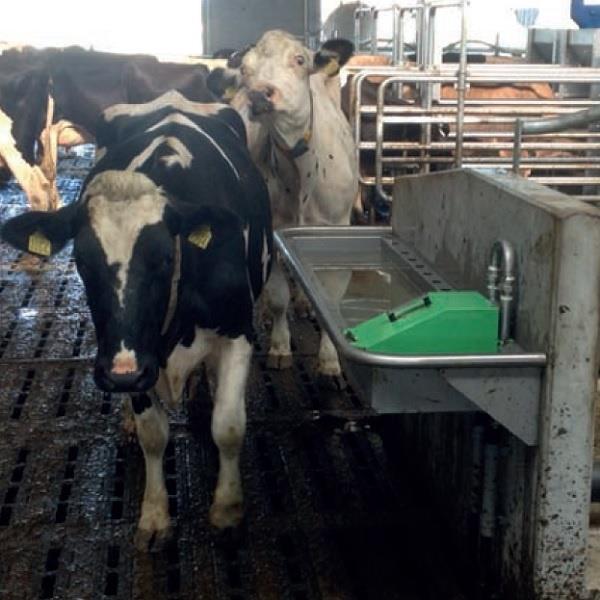 Grote foto drinkbak rvs spinder pingo 100 muurbevestiging dieren en toebehoren runderen