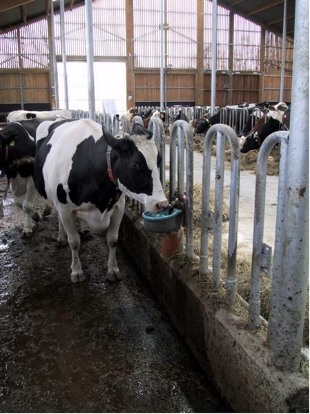 Grote foto drinkbak model suevia 46 rvs ventiel 3 4 dieren en toebehoren runderen