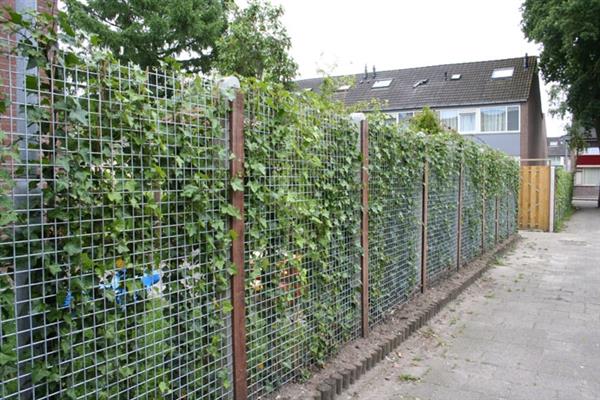 Grote foto gaaspaneel 180x180 cm thermisch verzinkt 4 mm maas 10x10 cm doe het zelf en verbouw hout en planken
