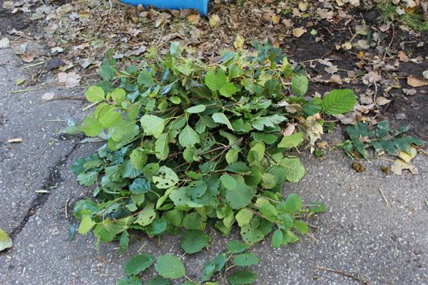 Grote foto kraffter bio versnipperaar 8cm aftakas tuin en terras tuingereedschap