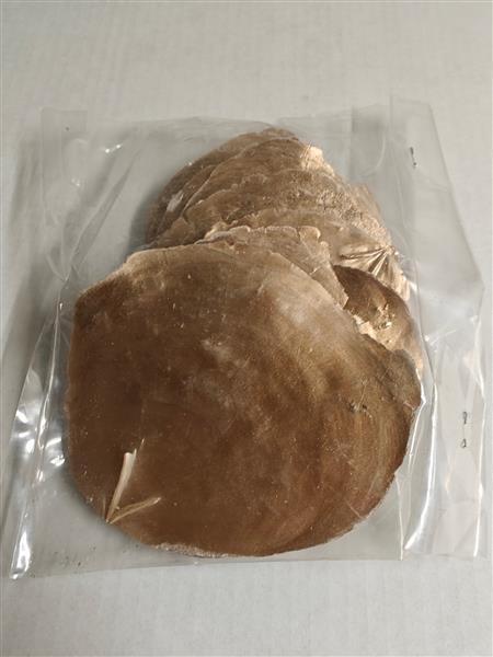 Grote foto capiz shell camar goud 250 gram geverfde schelpen verzamelen overige verzamelingen