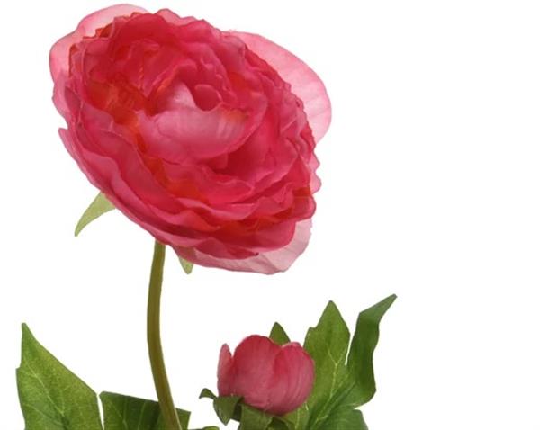 Grote foto actie ranonkel camelia donkerroze l.8cm w.10cm h.57cm stuk ranonkel camelia zijdebloem verzamelen overige verzamelingen