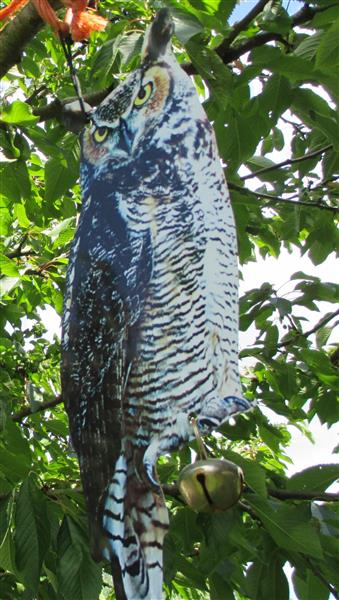 Grote foto vogelverschrikker oehoe uil fb142 huis en inrichting overige huis en inrichting