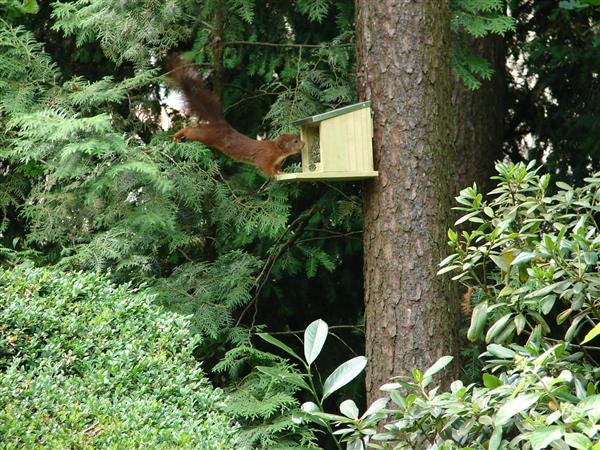 Grote foto eekhoorn voederhuisje wa09 dieren en toebehoren overige