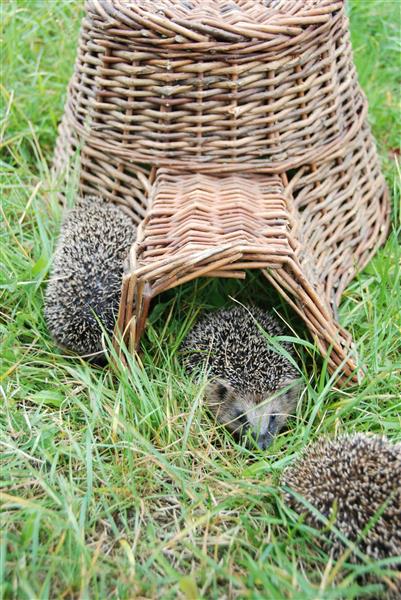 Grote foto egelmand egelhuis wilgen riet wa06 dieren en toebehoren overige