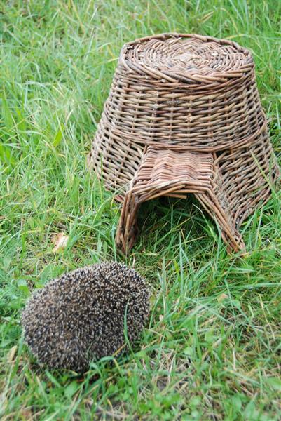 Grote foto egelmand egelhuis wilgen riet wa06 dieren en toebehoren overige