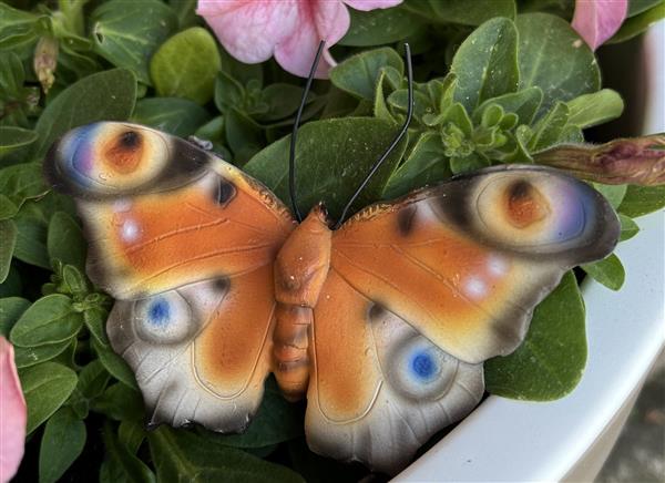 Grote foto vlinder muurvlinder polyresin oranje bruin verzamelen overige verzamelingen