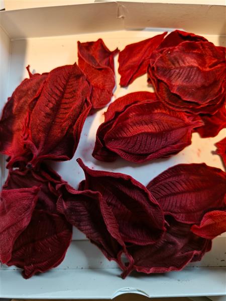 Grote foto actie tipuchina rood doosje met 30 blaadjes gepreserveerd zacht als stachys ezelsoo op op verzamelen overige verzamelingen