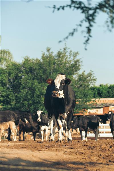 Grote foto boerderij ijs concept 5 geheimen voor succes zakelijke goederen overige zakelijke goederen