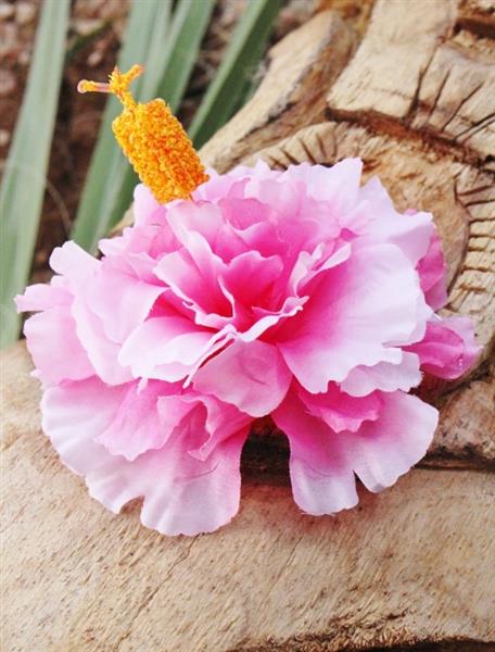 Grote foto lila jo pink and white hibiscus. kleding dames sieraden
