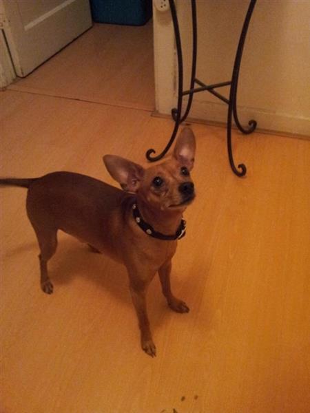 Grote foto tatyana clothing dog collar in black. kleding dames overige kledingstukken