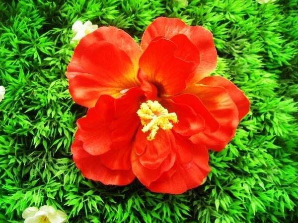 Grote foto lila jo red hibiscus. kleding dames sieraden