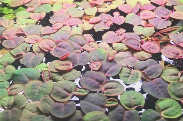 Grote foto phyllantus fluitans aquariumplant drijfplant in cup dieren en toebehoren vissenkommen