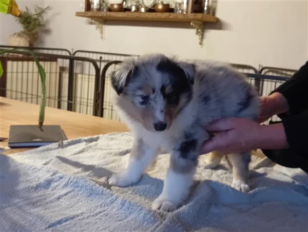 Grote foto schotse herder pups dieren en toebehoren herdershonden en veedrijvers