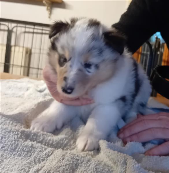 Grote foto schotse herder pups dieren en toebehoren herdershonden en veedrijvers