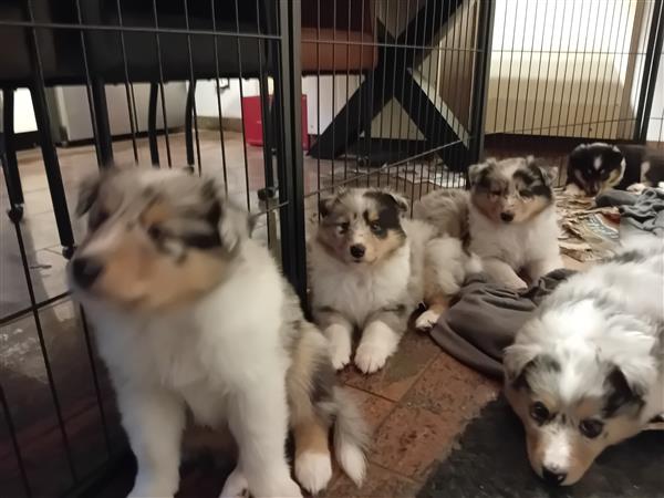 Grote foto schotse herder pups dieren en toebehoren herdershonden en veedrijvers