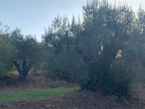 Grote foto landgoed hotel te koop in calabria italie huizen en kamers bestaand europa