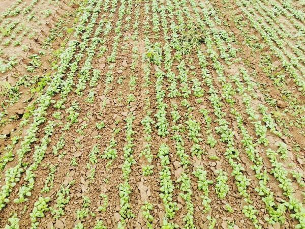 Grote foto kramer oliver agro rotor schoffel rotor schoffel agrarisch cultivators en woelers