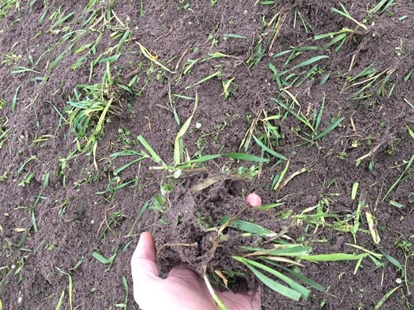 Grote foto jbm mulch mechanische onkruid verschillende breedtes beschikbaar agrarisch akkerbouw