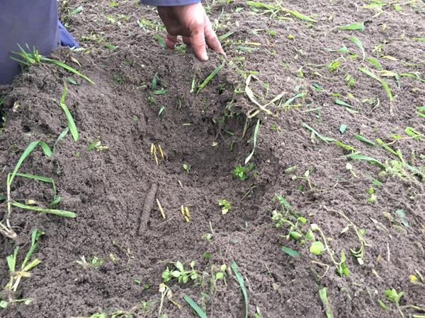 Grote foto jbm mulch mechanische onkruid verschillende breedtes beschikbaar agrarisch akkerbouw