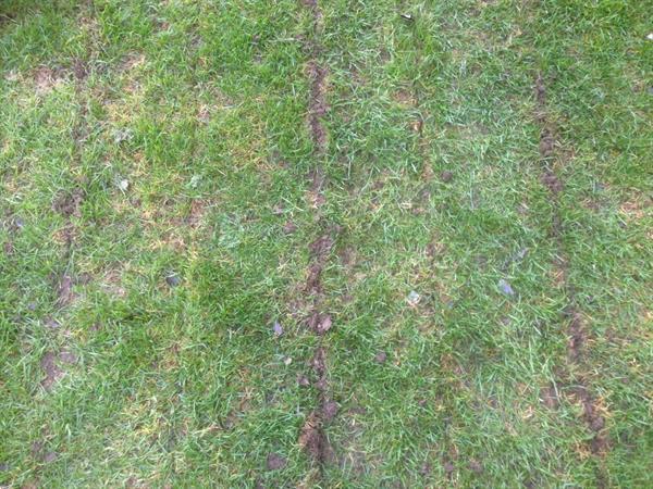 Grote foto gramegna gras zoden beluchter agrarisch akkerbouw