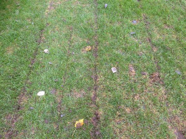 Grote foto gramegna gras zoden beluchter agrarisch akkerbouw
