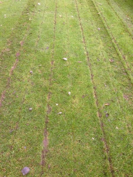 Grote foto gramegna gras zoden beluchter agrarisch akkerbouw