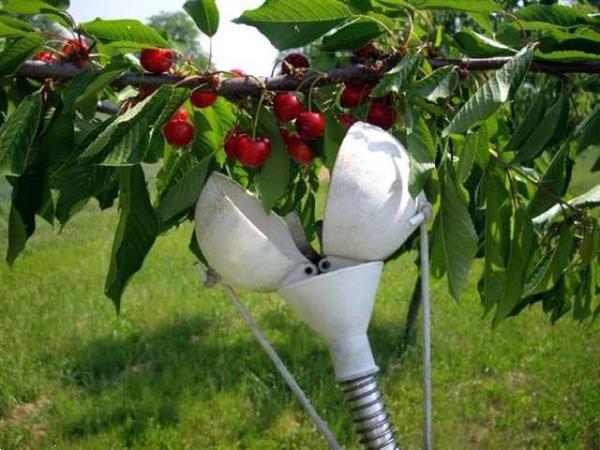 Grote foto innovatieve fruitgrijper mechanische hand voor fruitboom agrarisch oogstmachines