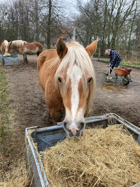 Grote foto haflinger merrie dieren en toebehoren pony