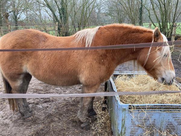 Grote foto haflinger merrie dieren en toebehoren pony