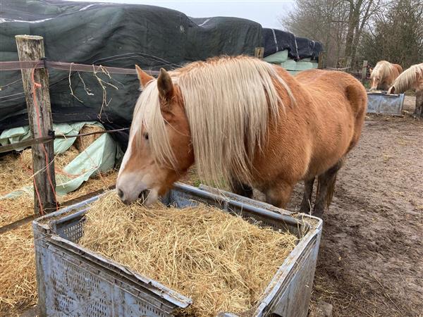 Grote foto haflinger merrie dieren en toebehoren pony