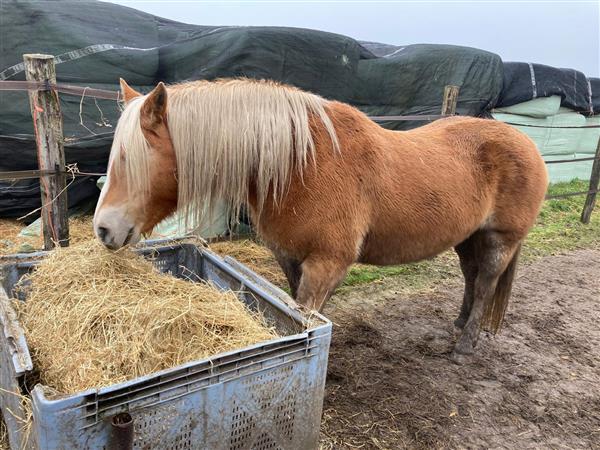 Grote foto haflinger merrie dieren en toebehoren pony