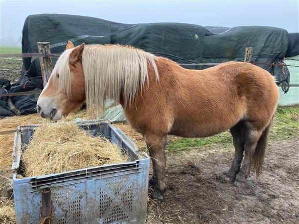 Grote foto haflinger merrie dieren en toebehoren pony