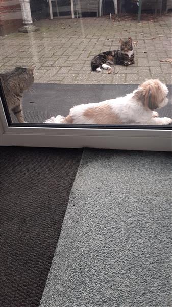 Grote foto weduwnaar zoekt contacten en berichten man zoekt vrouw