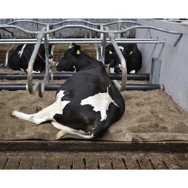 Grote foto waterbed met twee compartimenten dieren en toebehoren runderen