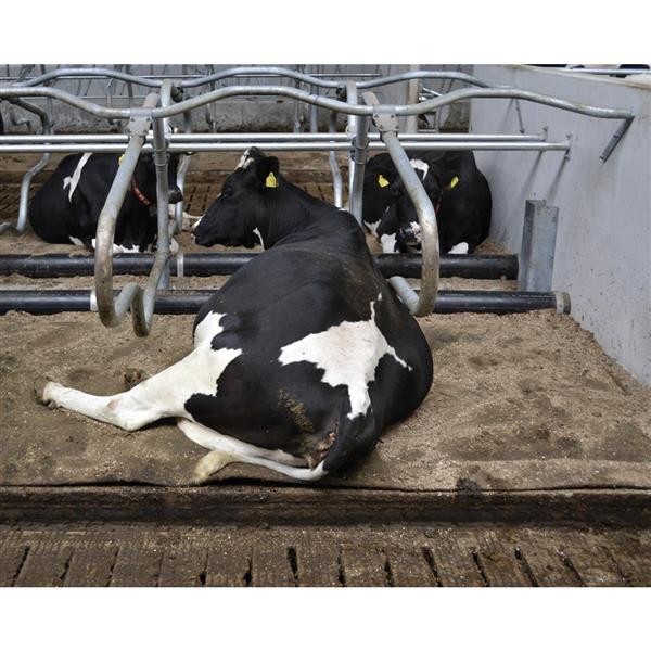 Grote foto waterbed met twee compartimenten dieren en toebehoren runderen