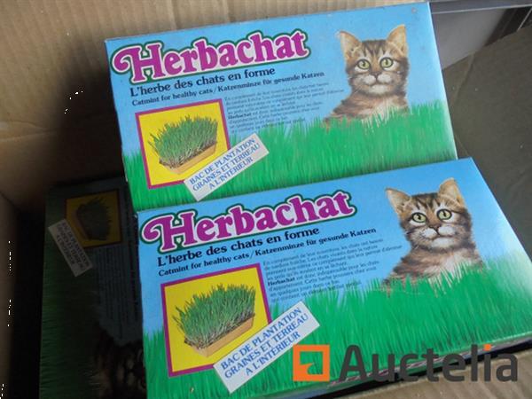 Grote foto kattenkruid tuin en terras overige tuin en terras