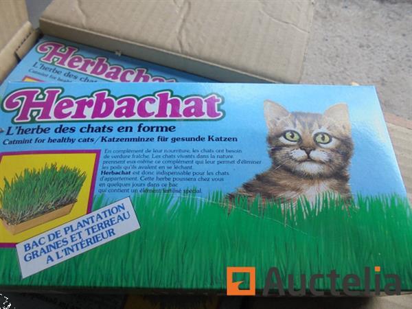 Grote foto kattenkruid tuin en terras overige tuin en terras