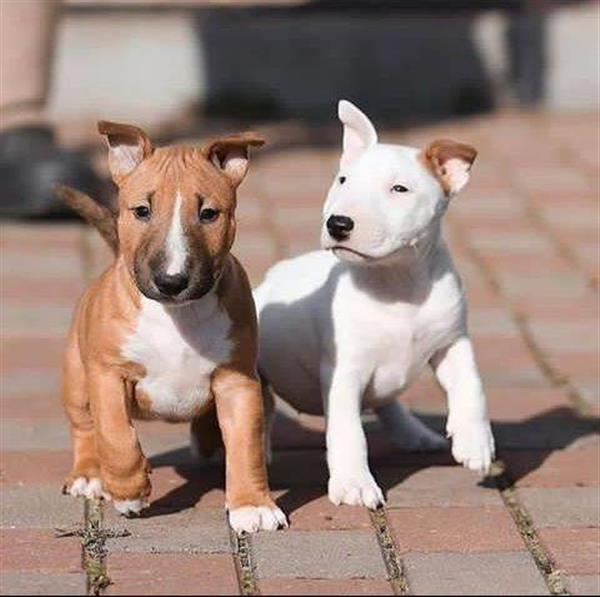 Grote foto miniatuur bull terri r pups dieren en toebehoren jack russells en terri rs