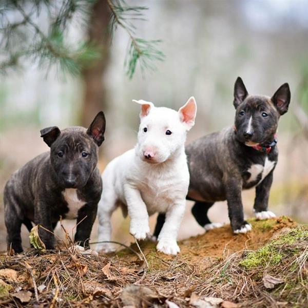 Grote foto miniatuur bull terri r pups dieren en toebehoren jack russells en terri rs