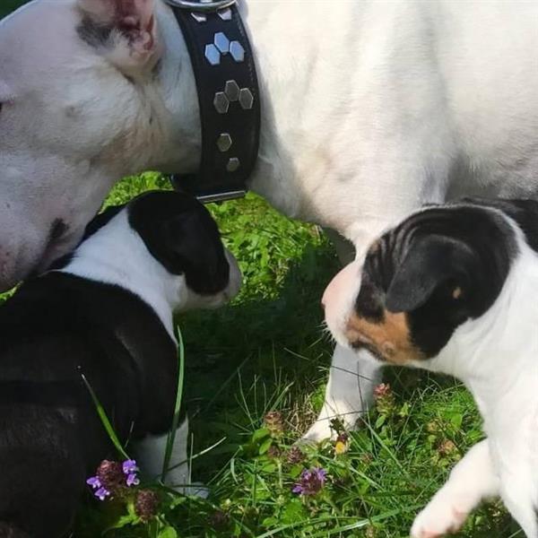 Grote foto miniatuur bull terri r pups dieren en toebehoren jack russells en terri rs