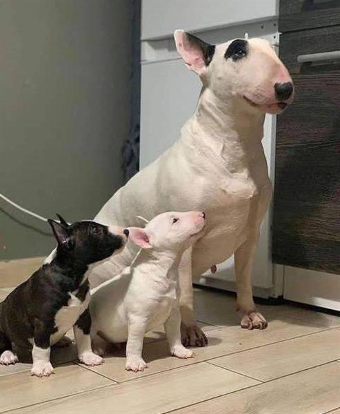 Grote foto miniatuur bull terri r pups dieren en toebehoren jack russells en terri rs