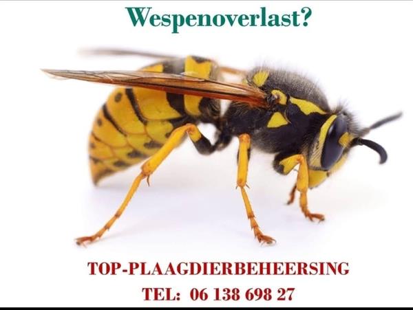 Grote foto houtwormbestrijding boktorbestrijding agrarisch onkruidbestrijding