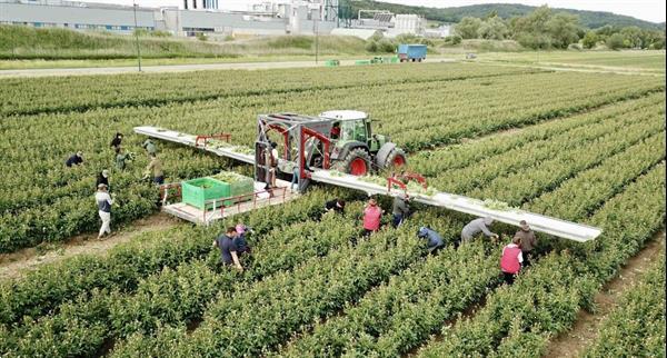 Grote foto vdr oogstband voor bloemen met platform agrarisch aanhangwagens