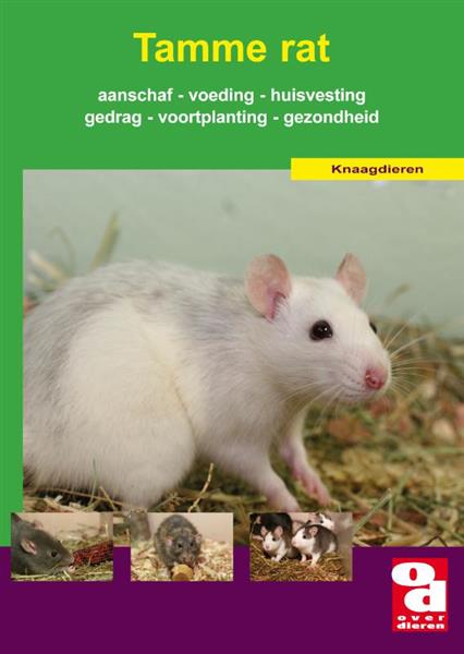 Grote foto de tamme rat over dieren boeken hobby en vrije tijd