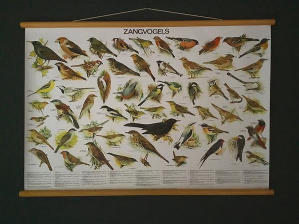 Grote foto schoolplaat posters zangvogels en roofvogels diversen overige diversen
