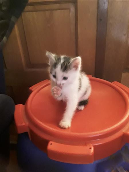 Grote foto kittens dieren en toebehoren overige katten