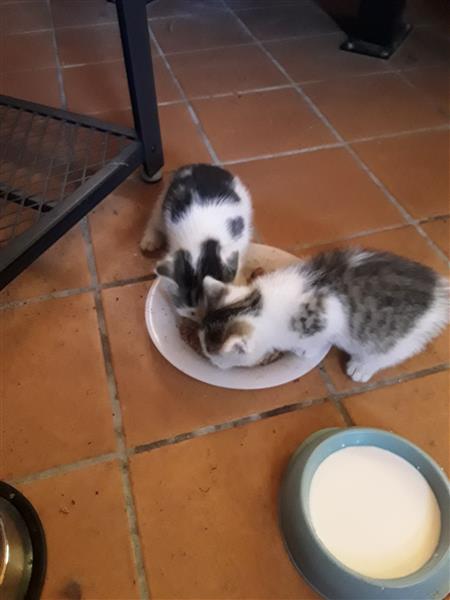 Grote foto kittens dieren en toebehoren overige katten
