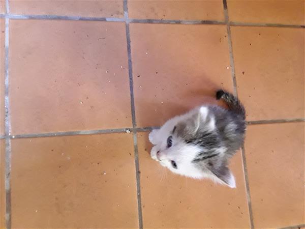 Grote foto kittens dieren en toebehoren overige katten